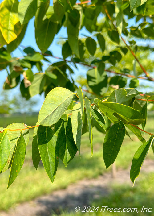 Closeup of green leaves.