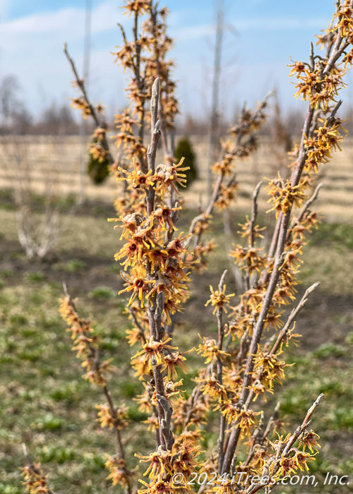 Closeup of early spring red and yellow flowers coating upward sweeping branches.