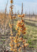 Closeup of early spring flowers.