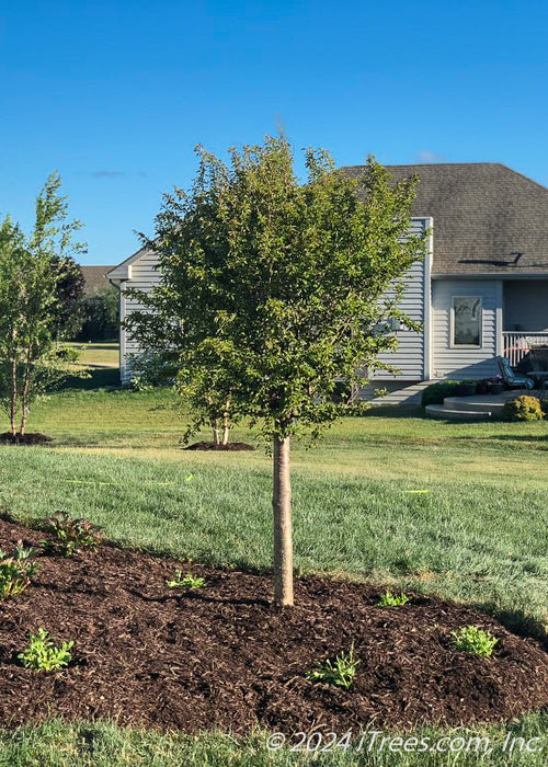 Little Twist Cherry with small green leaves, and stout trunk, seen planted in the front landscape bed of a house.