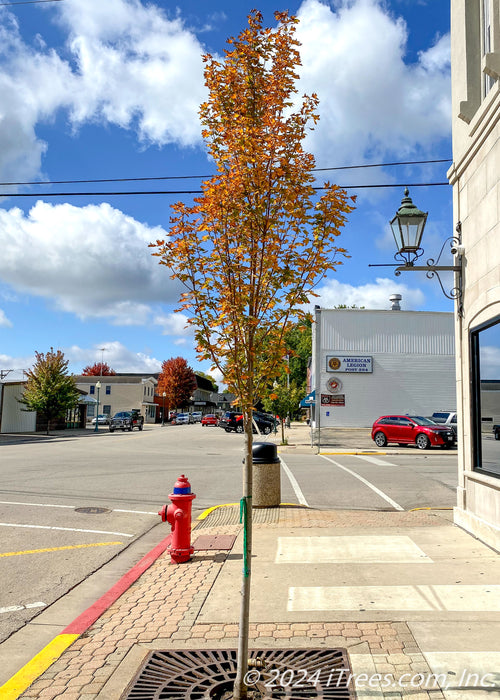 Armstrong Gold® Red Maple