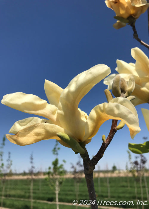 A closeup of the underside of newly opened yellow magnolia flower.