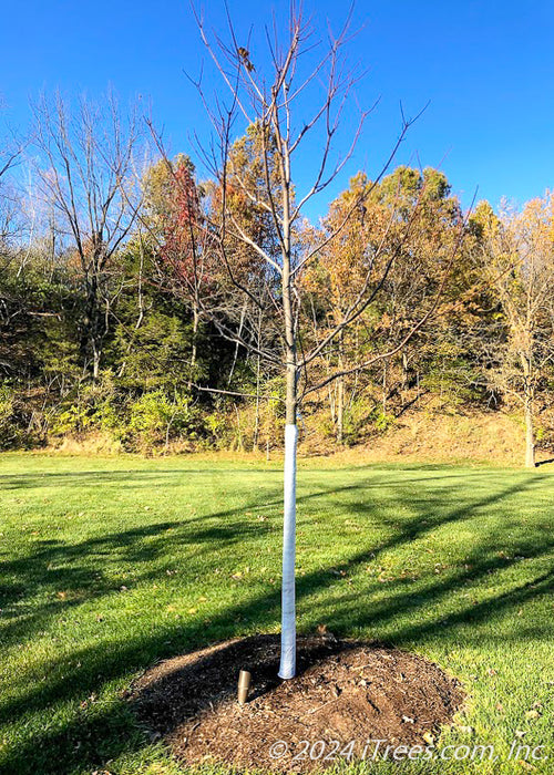 A newly planted Autumn Blaze Maple in fall without leaves, shown with tree wrap from the bottom of the trunk going up to the lowest branch.