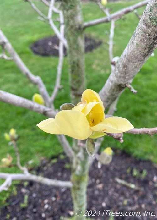 Closeup of a blooming yellow magnolia flower.