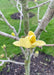 Closeup of a blooming yellow magnolia flower.