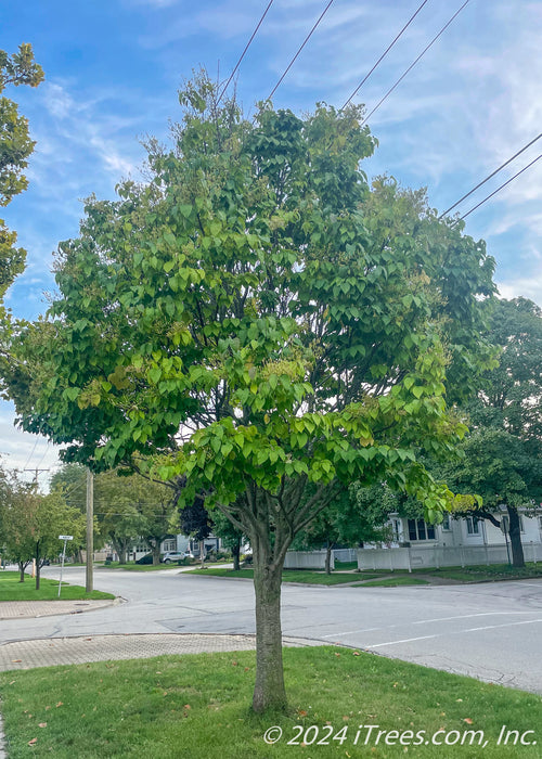 Single trunk Ivory Silk Lilac on a parkway with green leaves.