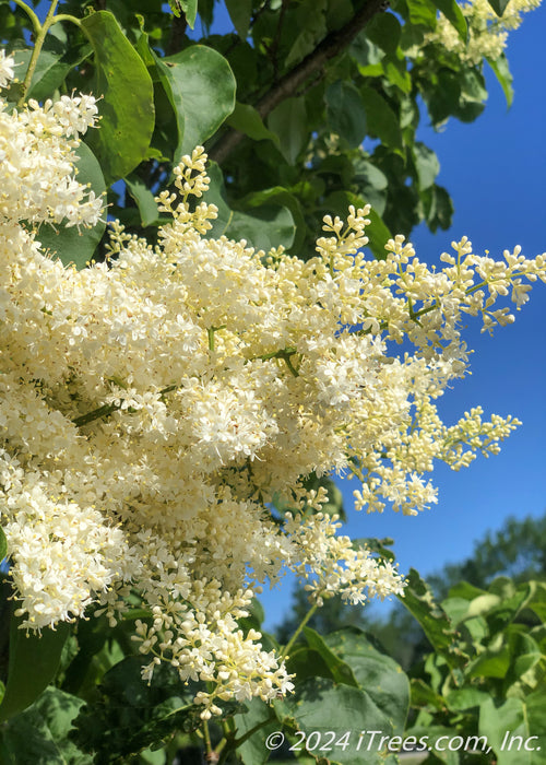 Closeup of plumey white flowers.