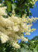 Closeup of plumey white flowers.