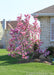 A young Jane Magnolia seen in bloom in the front landscape bed of a home.