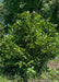 Jane Magnolia growing in the nursery's filed during late summer with a canopy of shiny green leaves.