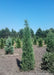 Taylor Juniper at the nursery with an upright narrow form. 