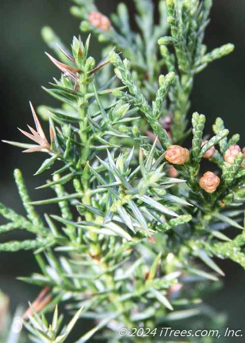 Closeup of sharp needles.