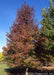 A mature Worplesdon Sweetgum in fall with a strong pyramidal form and leaves in shades of green, yellow, orange to dark purple.