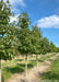 A row of Worplesdone Sweetgum at the nursery with green leaves.