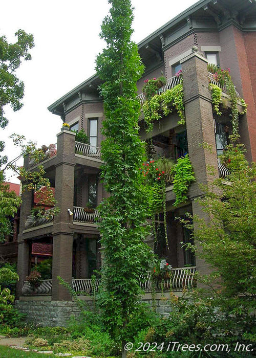 A long tall Slender Silhouette Sweetgum planted in the front of a 3-story home.