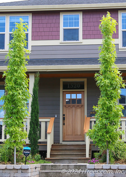 Two Slender Silhouette Sweetgum trees planted in retaining walls at the front entrance of a home flanking the stairs.