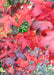 Closeup of bright red to wine-red leaves.