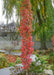 A Slender Silhouette Sweetgum with bright red fall color planted in a garden.