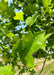 Closeup of a green leaf.