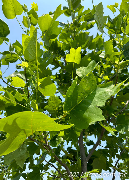 Closeup of green leaves.