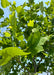 Closeup of green leaves.