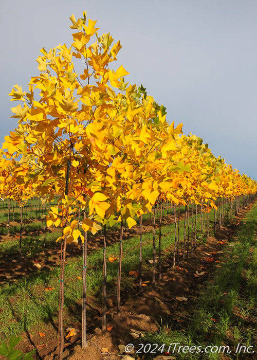 A row of Emerald City Tulip grow in the nursery with bright golden yellow fall color.