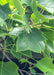 Closeup of four lobed green leaves.