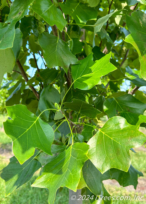 Closeup of the end of a branch full of shiny green leaves.