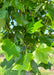 Closeup of the end of a branch full of shiny green leaves.