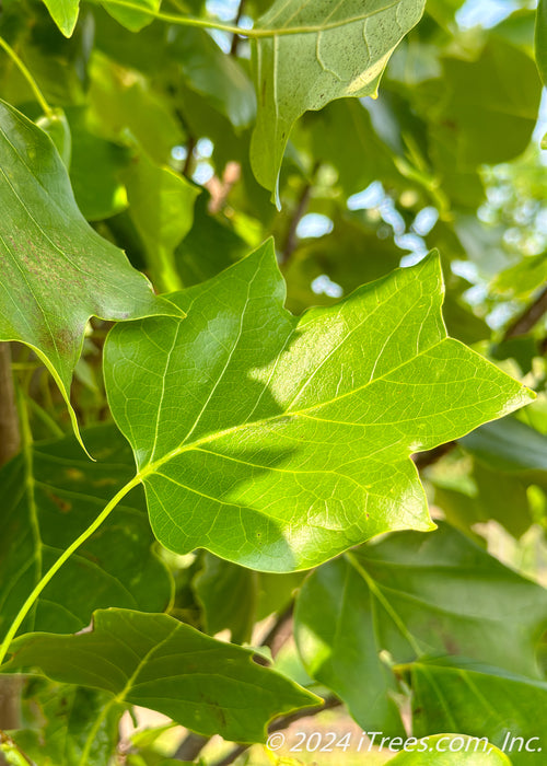 Closeup of pointed four lobed shiny green leaf.