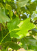 Closeup of pointed four lobed shiny green leaf.