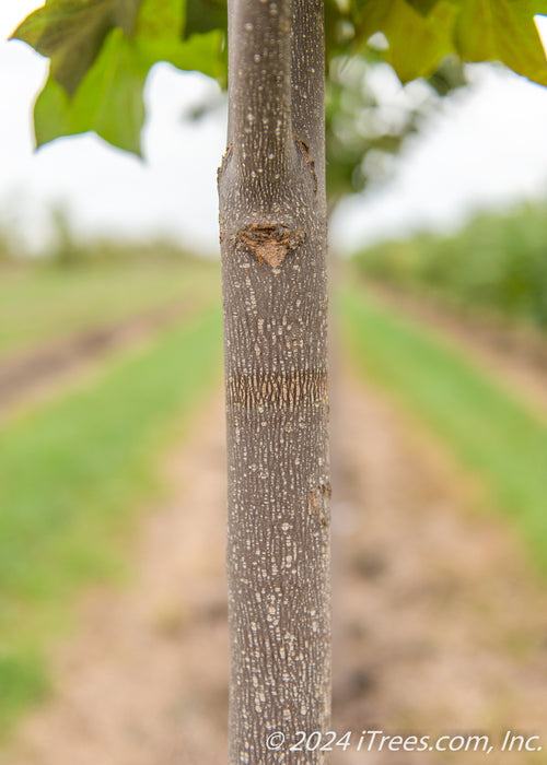 Closeup of smooth greyish brown tree trunk.