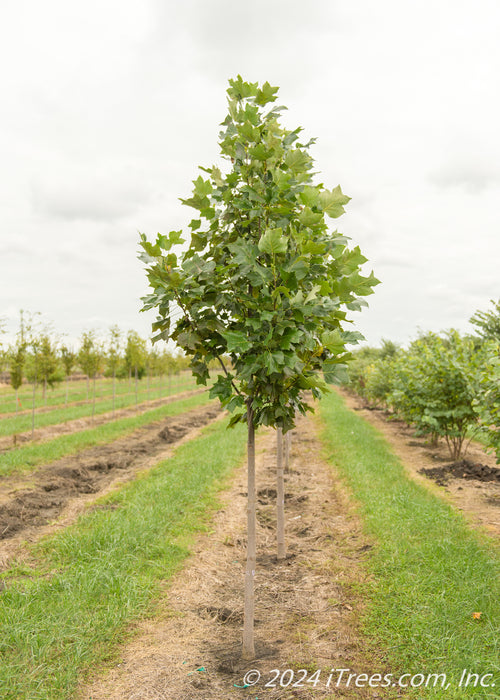 Emerald City Tulip in the nursery with upright pyramidal form, green leaves and smooth grey brown bark.