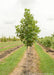 Emerald City Tulip in the nursery with upright pyramidal form, green leaves and smooth grey brown bark.