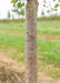 Closeup of shiny greyish-brown trunk.