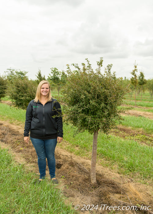 Little Twist Cherry grows in the nursery. A person stands nearby to show the height comparison. Their shoulder hits about mid-canopy.