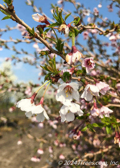 Closeup of small blush pink and white flowers.