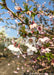 Closeup of small blush pink and white flowers.