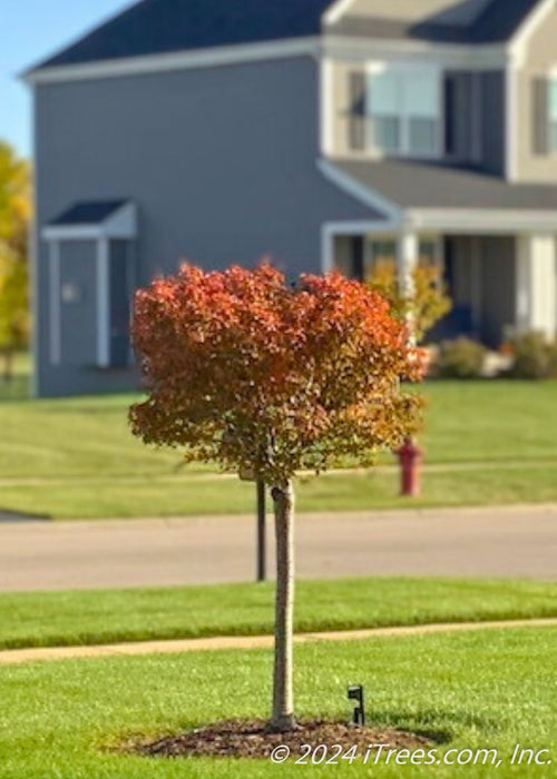 Little Twist Cherry newly planted with maroon fall color. 