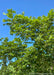 Closeup of small green leaves looking up at the top of the canopy and blue sky in background.