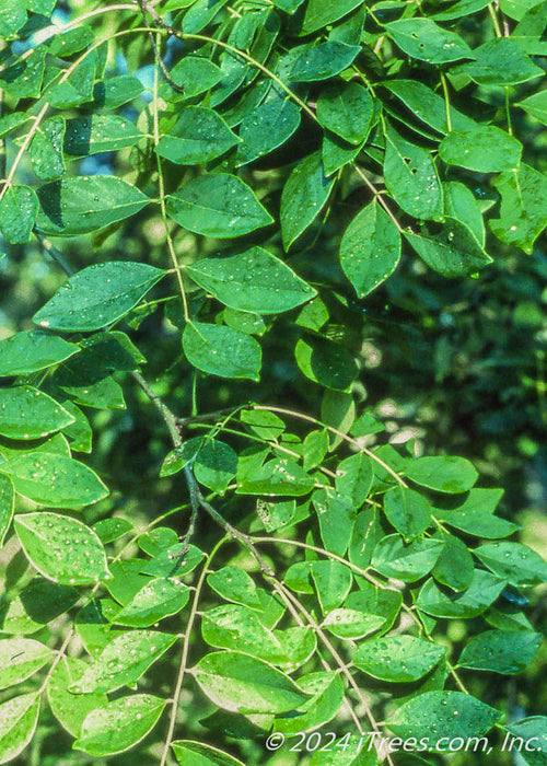 Closeup of small green leaves with raindrops on them.