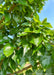 Closeup of a branch coated in rich shiny green leeaves.