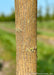 Closeup of textured trunk.