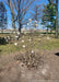 A newly planted Royal Star Magnolia multi-stem clump form tree in bloom.