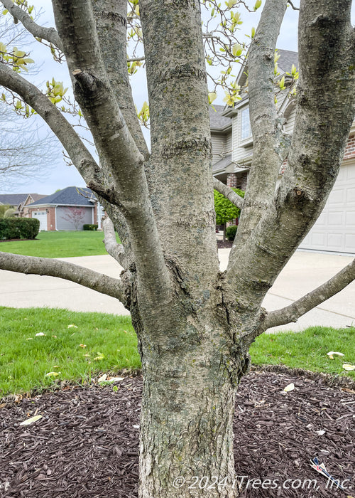 Closeup of a low branched trunk showing thick branching structure.