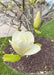 Closeup of a newly opened yellow magnolia flower.