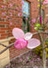 A newly opened pink flower atop a branch. 