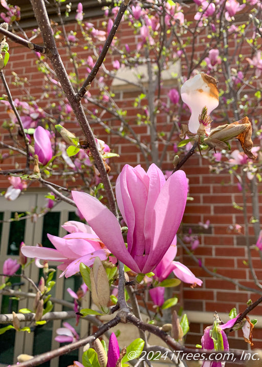 A newly opened pink flower in bloom atop a branch.