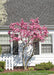 Jane Magnolia planted in a front landscape bed in front of a Cape Code style home, seen in bloom with pink flowers topping the branches.