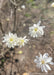 Closeup of white flowers with bright yellow centers.